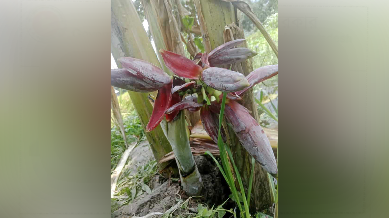 কলাগাছে ৭টি মোচা ধরায় এলাকায় চাঞ্চল্যের সৃষ্টি হয়েছে। ছবি : কালবেলা