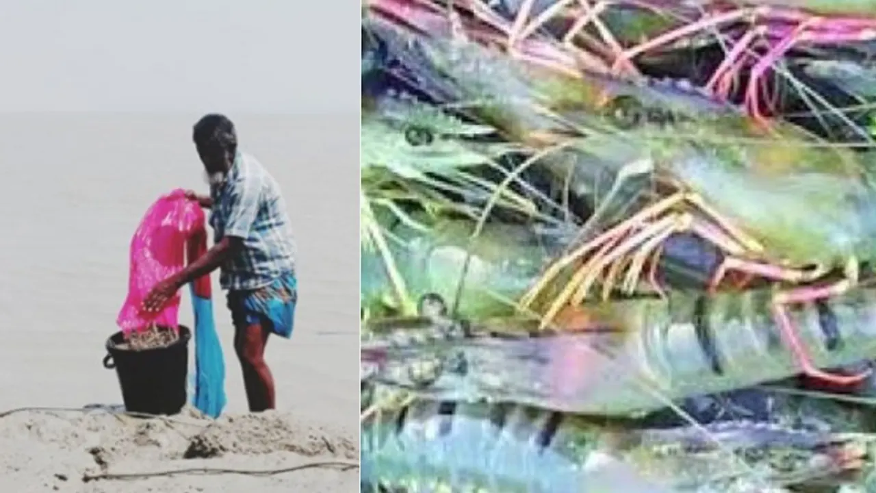 ভোলার মেঘনায় রেনু শিকার। ছবি : কালবেলা