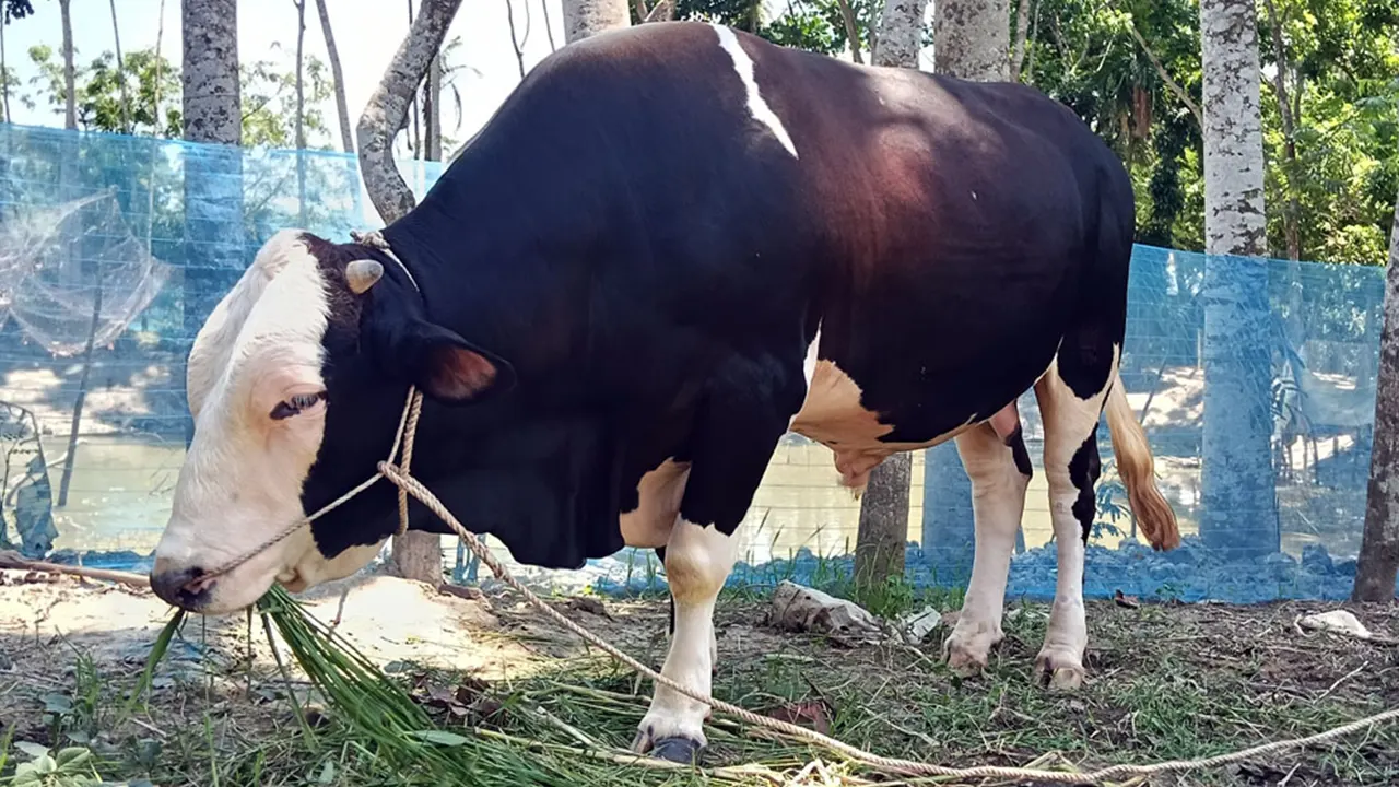 আমেরিকান ফ্লাগ-বি জাতের সম্রাট নজর কেড়েছে উপকূলজুড়ে। ছবি : কালবেলা