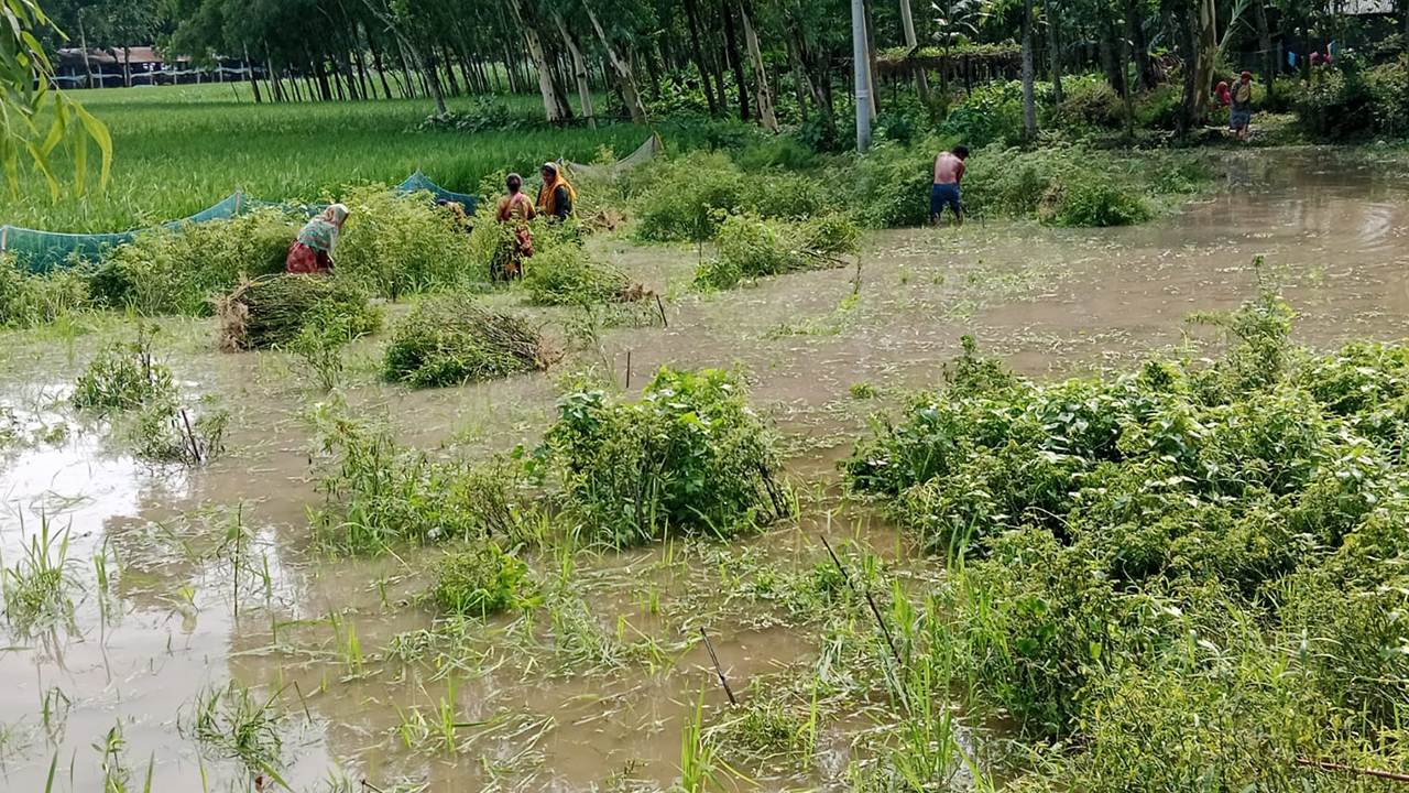 পানিতে তলিয়ে গেছে ফসলি জমি। ছবি : কালবেলা