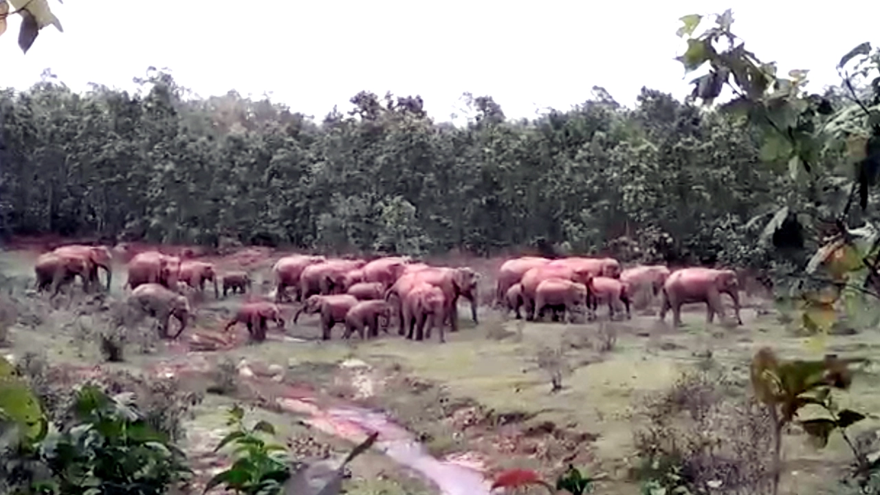 বন্যহাতির দল। ছবি : সংগৃহীত