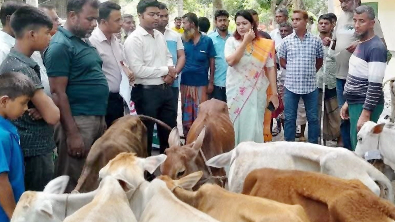 জেলেদের মধ্যে বিতরণের জন্য নিয়ে আসা কম ওজনের বকনা বাছুর। ছবি : কালবেলা