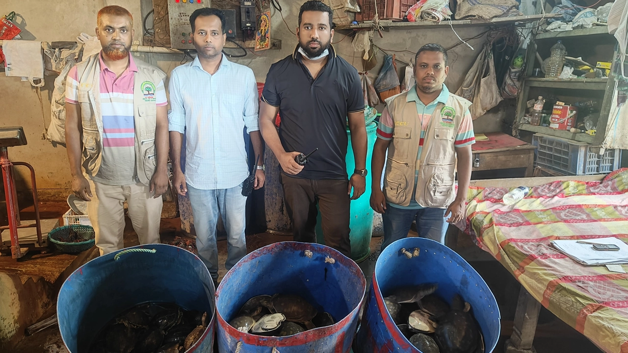 বন বিভাগ কর্তৃক উদ্ধার করা কচ্ছপ। ছবি : কালবেলা