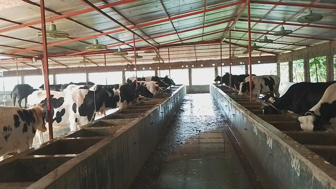 কুষ্টিয়ায় প্রস্তুত কোরবানির পশু। ছবি : কালবেলা