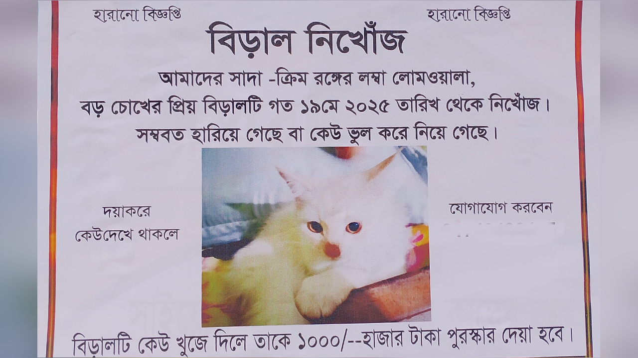 হারানো বিড়াল খুঁজে পেতে দেয়ালে দেয়ালে পোস্টার। ছবি : কালবেলা