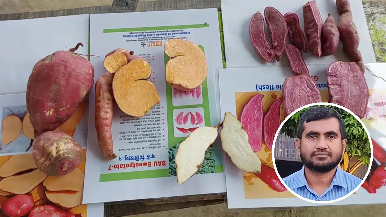 ক্যানসার-ডায়াবেটিস প্রতিরোধে তিন জাতের মিষ্টি আলু ও ইনসেটে অধ্যাপক এবিএম আরিফ হাসান খান। ছবি : কালবেলা