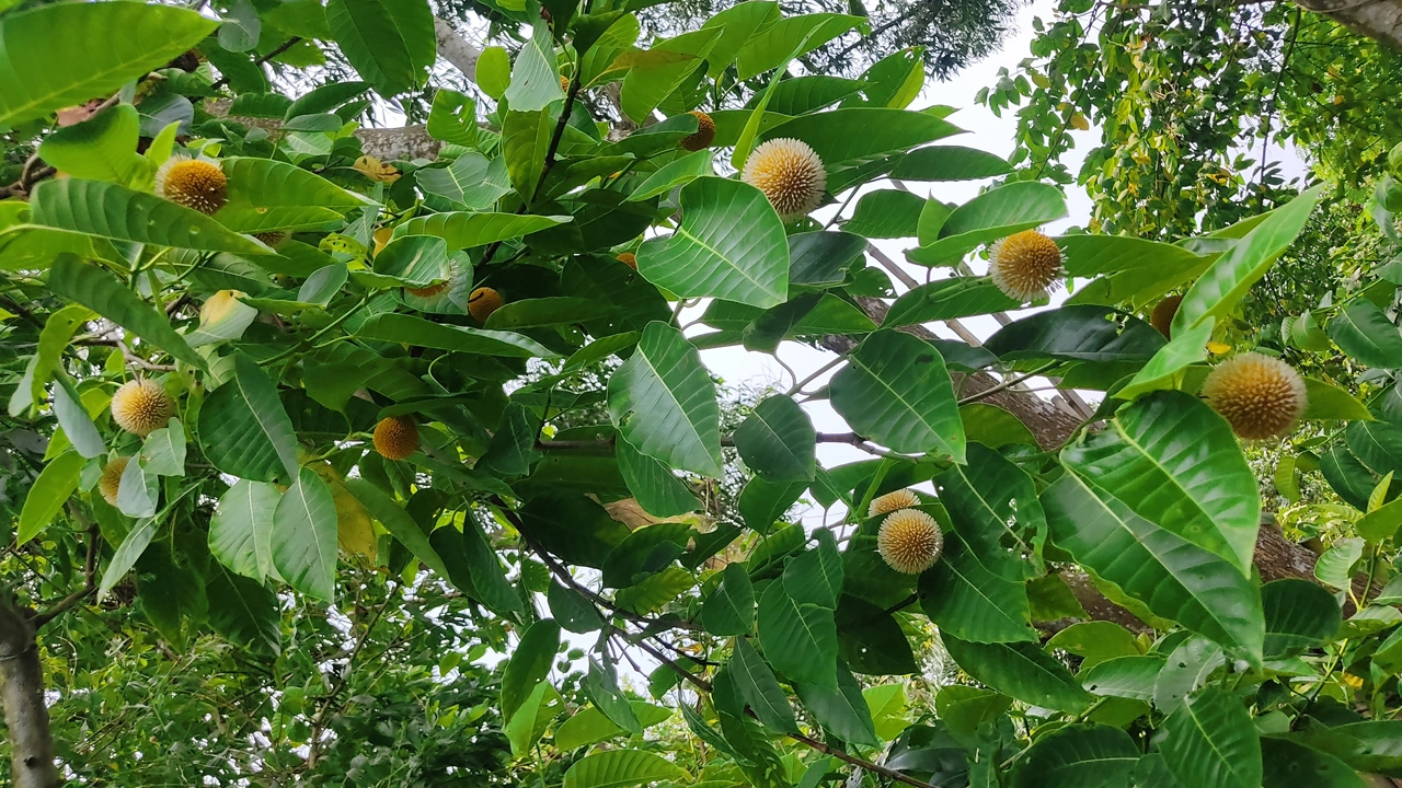 শোভা পাচ্ছে কদম ফুল। ছবি : কালবেলা
