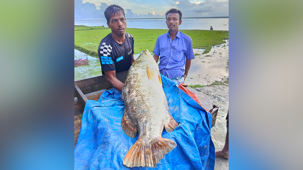 জালে ধরা পড়া বিশালাকৃতির কোরাল। ছবি : কালবেলা