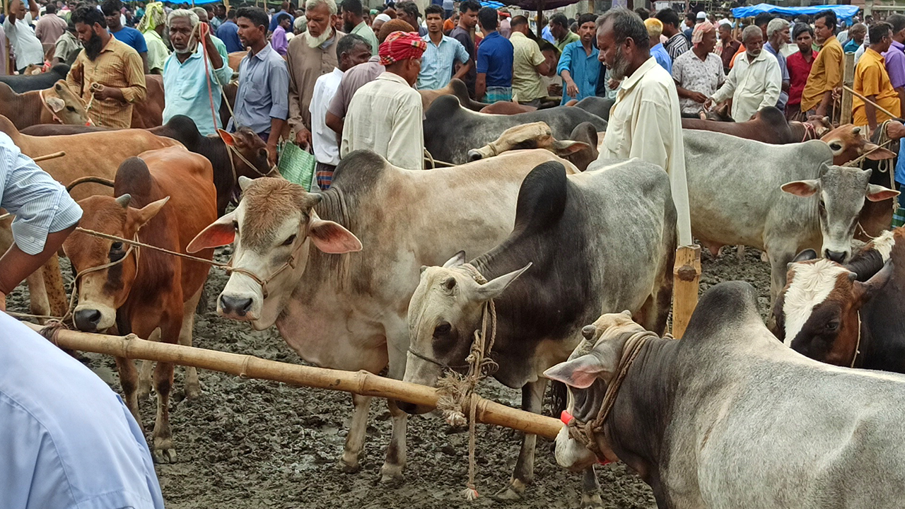 ঠাকুরগাঁও জেলায় পশুর হাটে দেশি গরুর সরবরাহ ভালো। অনেক খামারিই গরু নিয়ে হাটে এসেছেন বিক্রির আশায়। ছবি : কালবেলা