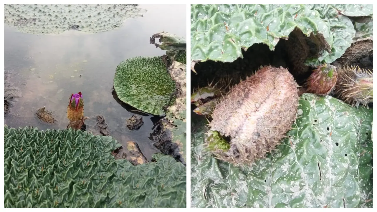 পুষ্টিকর সুস্বাদু জলজ ফল মাখনা। ছবি : কালবেলা