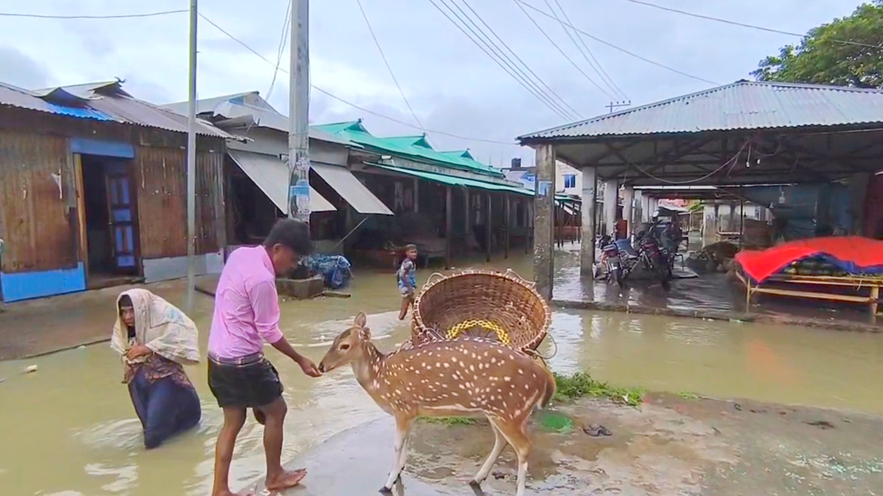 লোকালয়ে চলে এসেছে হরিণ। ছবি : কালবেলা
