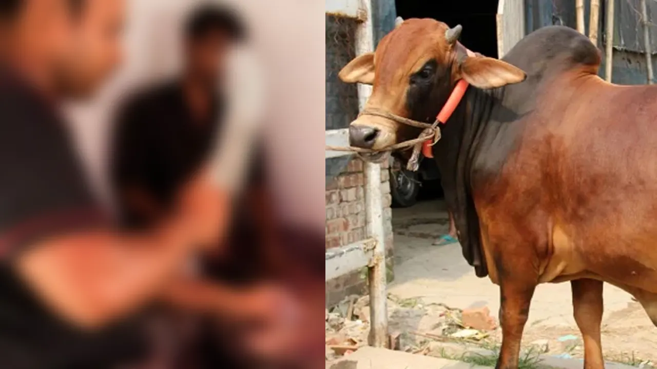 বিমানে করে ঢাকা এলেন সৈয়দপুরের কসাই, আয় চমকে ওঠার মতো