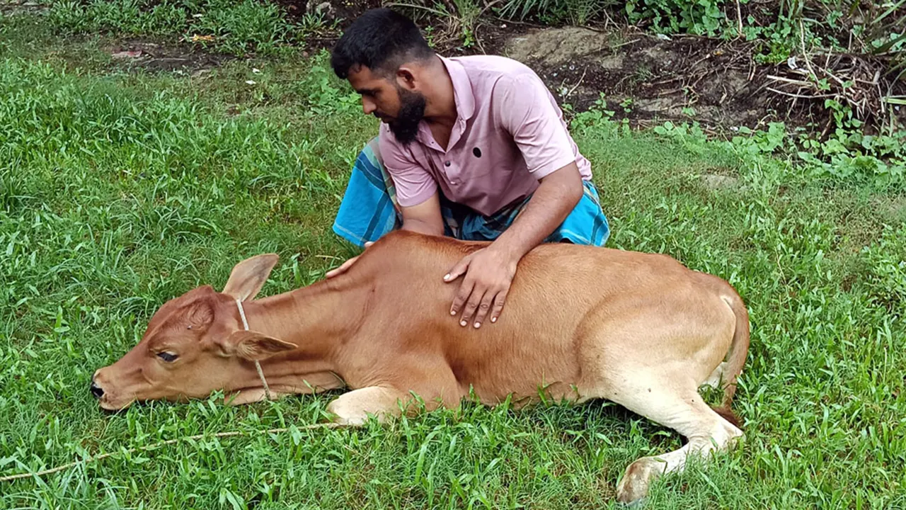 পটুয়াখালীর কলাপাড়ায় গরুর লাম্পি স্কিন রোগের (এলএসডি) প্রাদুর্ভাব দেখা দিয়েছে। ছবি : কালবেলা
