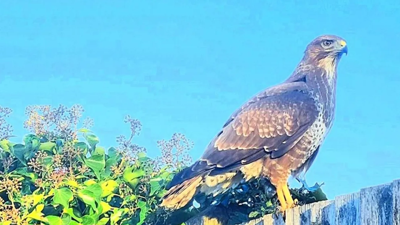 বাজপাখি। ছবি : সংগৃহীত