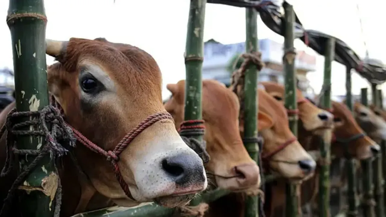 হাটে রাখা গরু। ছবি : সংগৃহীত