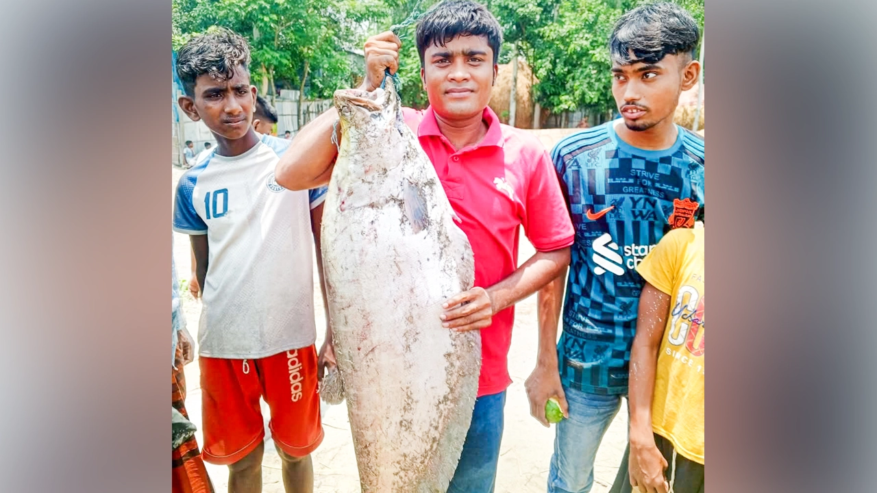 সা‌ড়ে ৯ কে‌জি ওজনের চিতল মাছ। ছবি : সংগৃহীত