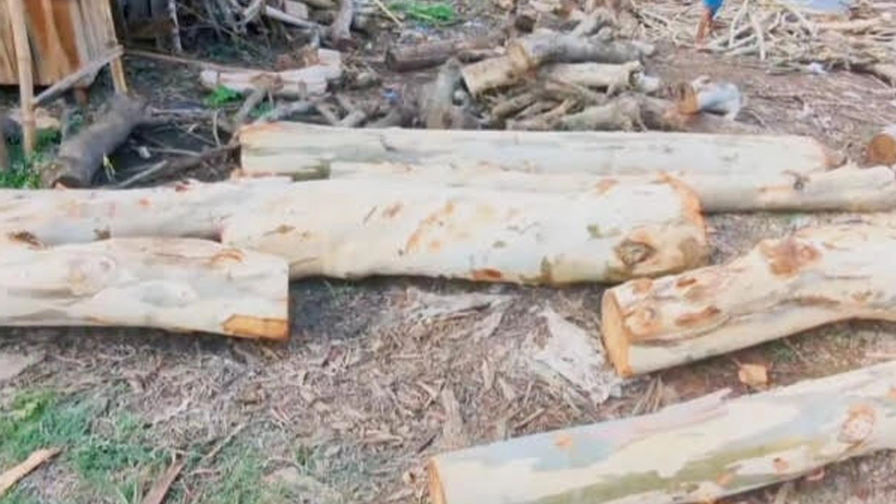 রাতের আঁধারে সরকারি ৯টি পুরোনো ইউক্যালিপটাস গাছ কেটে নিয়েছে। ছবি : সংগৃহীত
