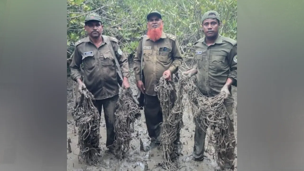 সুন্দরবন থেকে জব্দ করা হরিণ শিকারের ফাঁদ। ছবি : কালবেলা