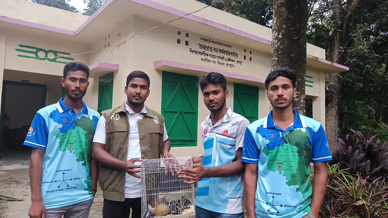 আটটি ছানাসহ মা পাতি সরালিকে বন বিভাগের কাছে হস্তান্তর করা হচ্ছে।  ছবি : কালবেলা