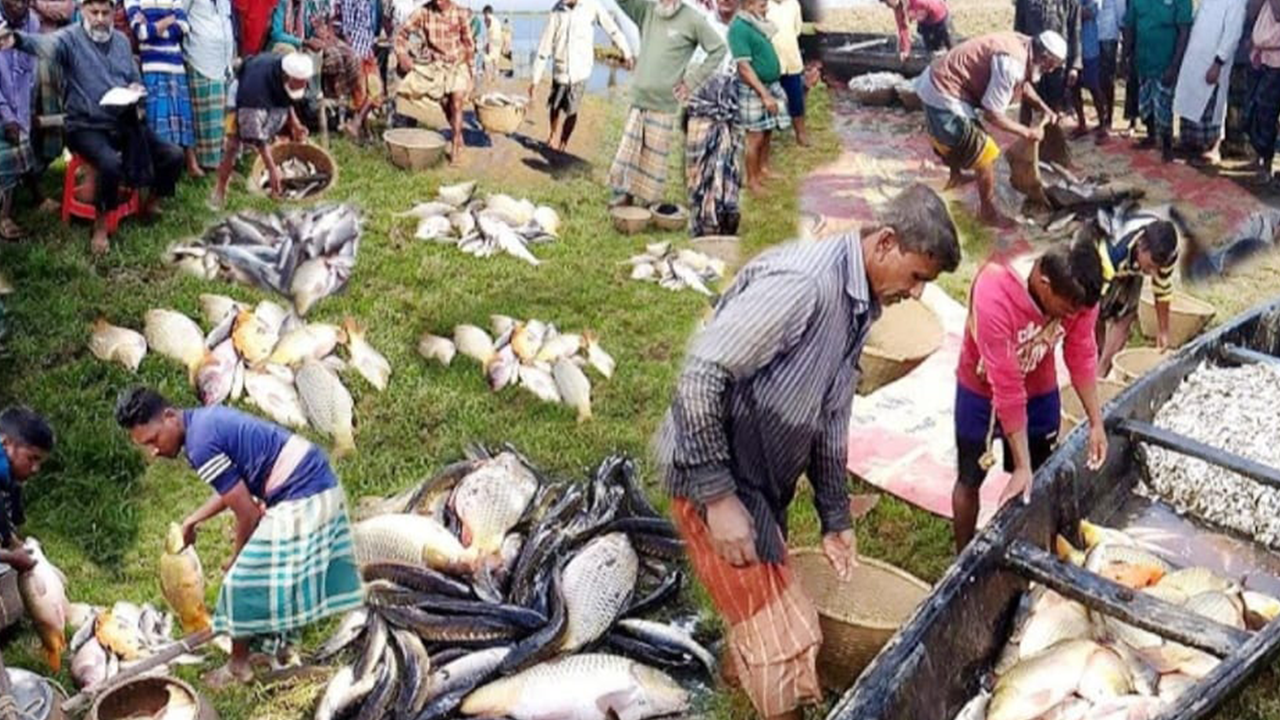 ইজারার নামে হাকালুকি হাওরের বিলগুলোতে পরিবেশ আইন লঙ্ঘন করে মাছ শিকার। ছবি : কালবেলা