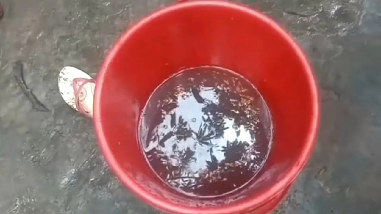 ধান ভিজানো বালতি। ছবি : কালবেলা