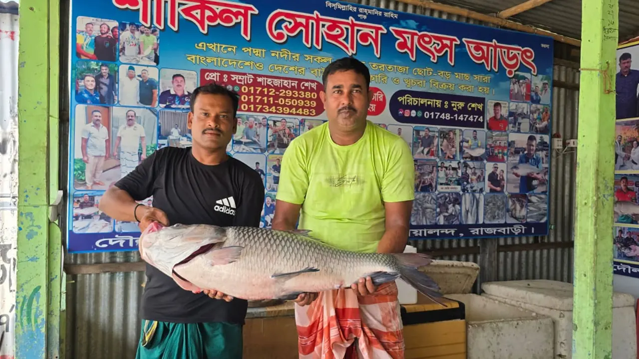 রাজবাড়ীর দৌলতদিয়ায় পদ্মায় জেলের জালে ২২ কেজির একটি কাতল মাছ ধরা পড়েছে। ছবি : কালবেলা