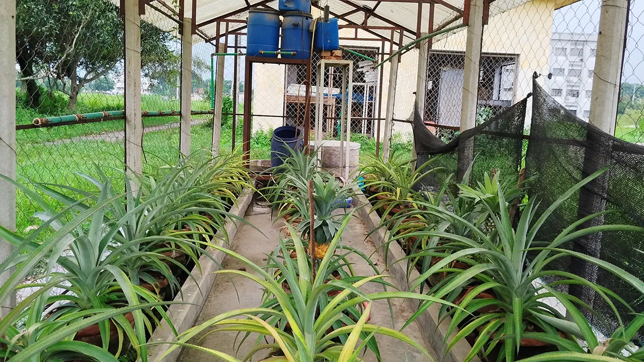 আনারস চাষে উন্নত প্রযুক্তি প্রয়োগ করেছে রাবি এগ্রোনমি অ্যান্ড এগ্রিকালচার এক্সটেনশন বিভাগ। ছবি : কালবেলা