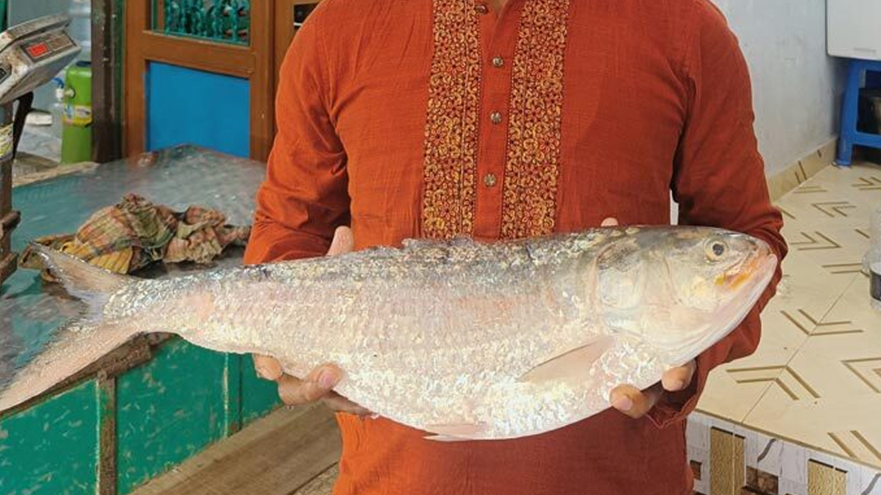 আড়াই কেজি ওজনের ইলিশ। ছবি : সংগৃহীত