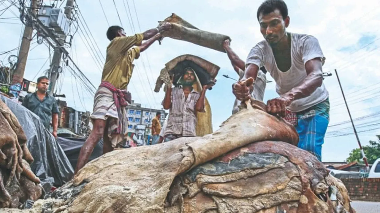 চামড়া সংগ্রহের একটি চিত্র। ছবি : কালবেলা