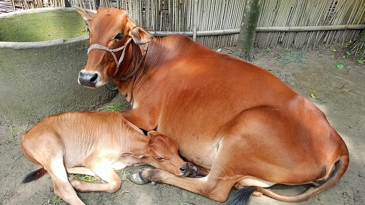 পঞ্চগড়ের আটোয়ারীতে লাম্পি স্কিন ডিজিজ (এলএসডি) ছোঁয়াছুঁয়ি ভাইরাসে আক্রান্ত হচ্ছে গরু। ছবি : কালবেলা
