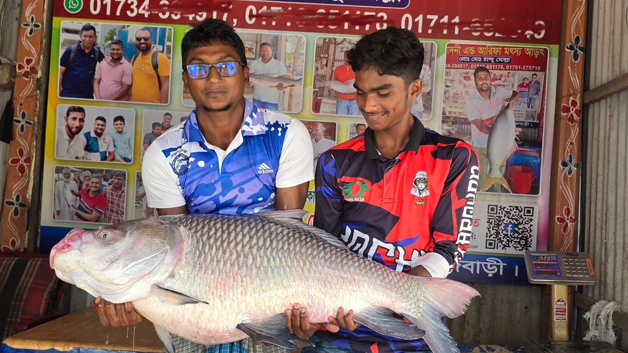 জেলের জালে ধরা পড়া পদ্মার কাতল। ছবি : কালবেলা