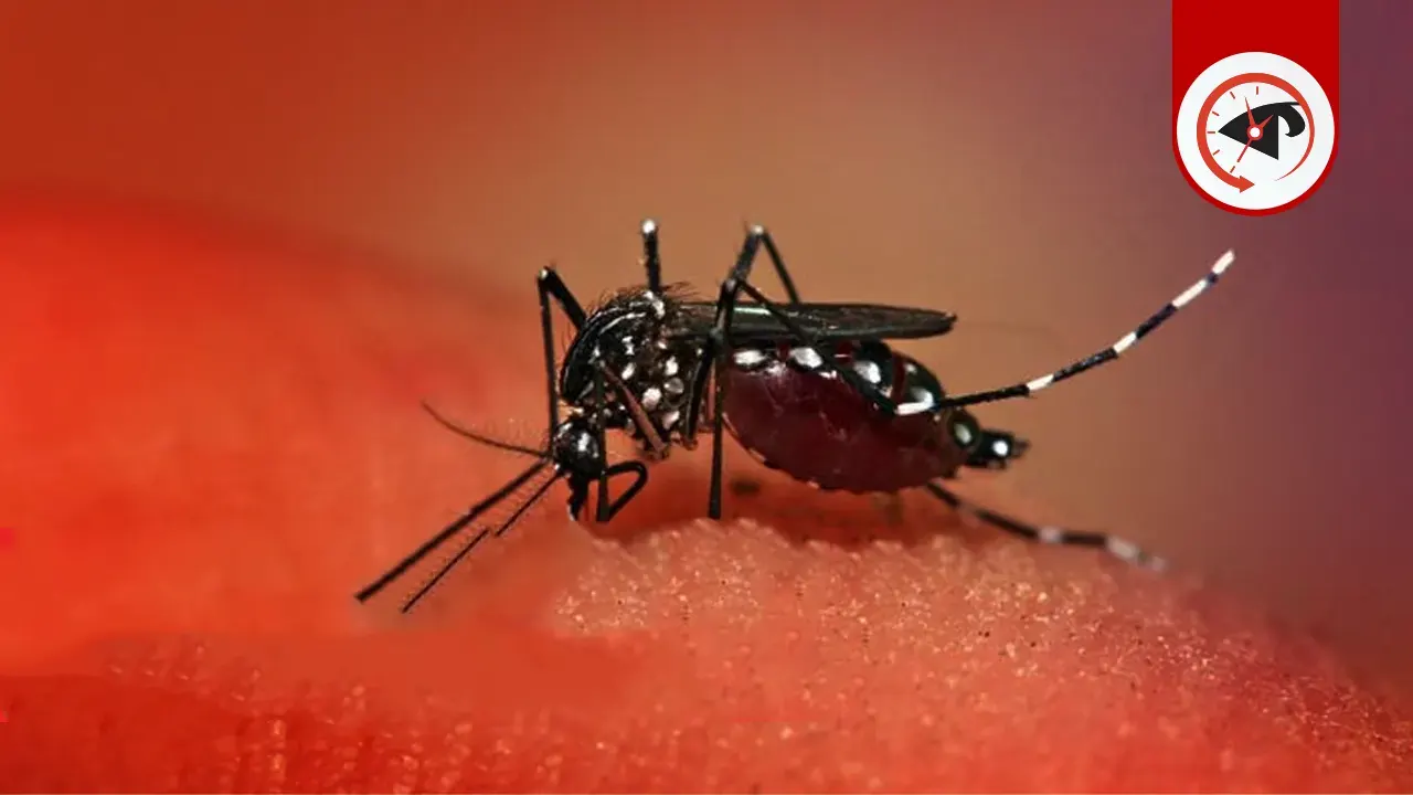মশা। ছবি : কালবেলা গ্রাফিক্স