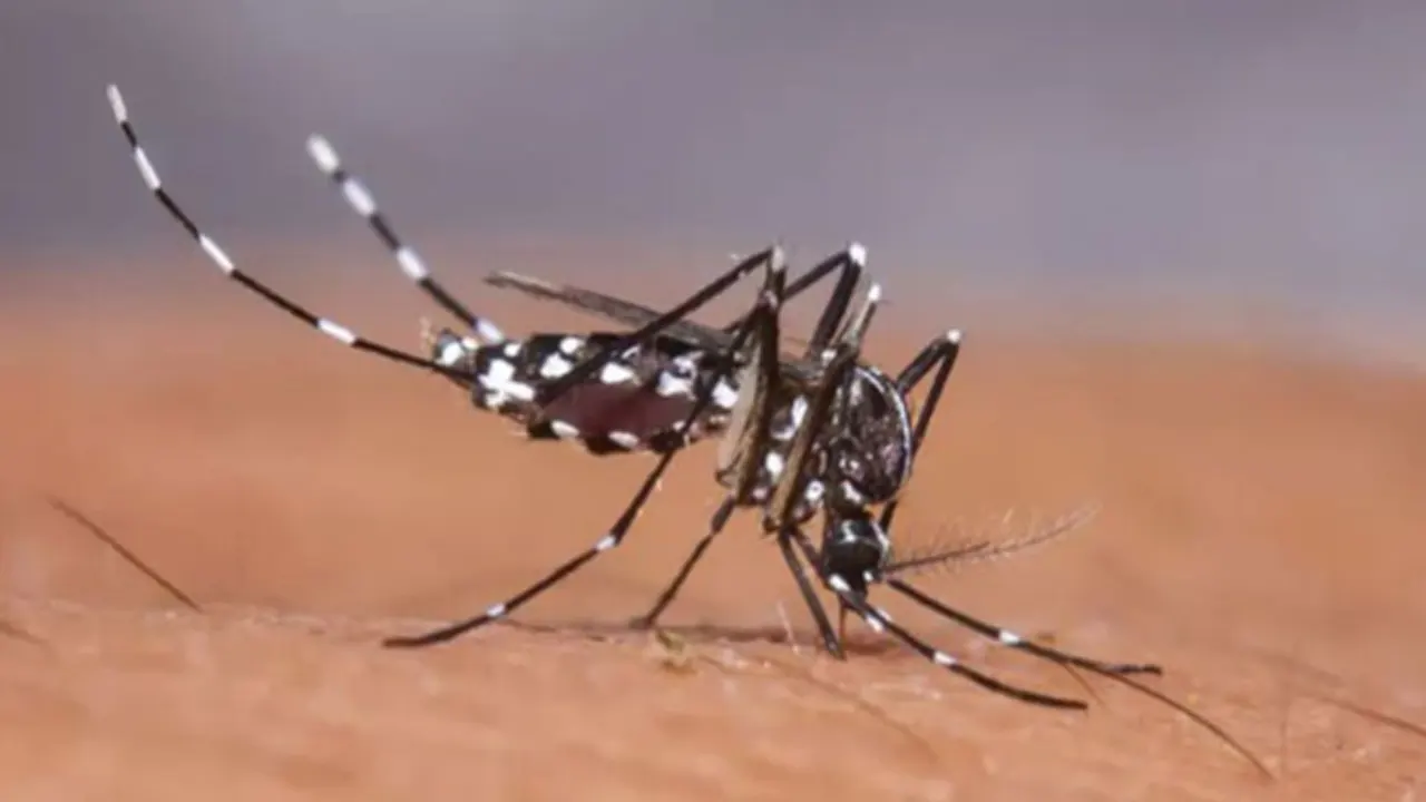 জুলাইয়ে দ্বিগুণ ডেঙ্গু সংক্রমণের শঙ্কা