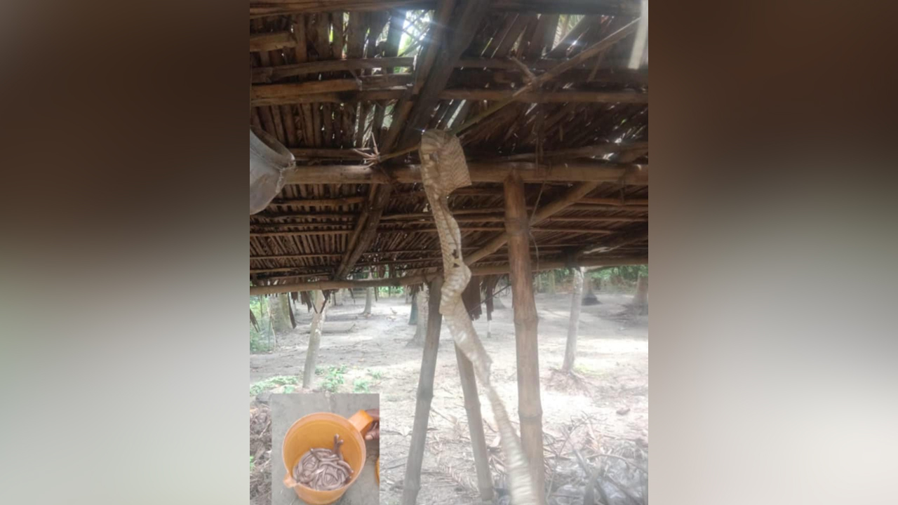 উদ্ধারকৃত সাপ