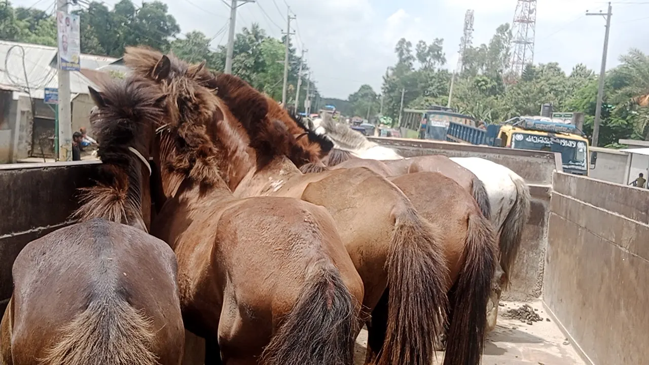 ট্রলিতে করে নেওয়া ঘোড়া। ছবি : কালবেলা