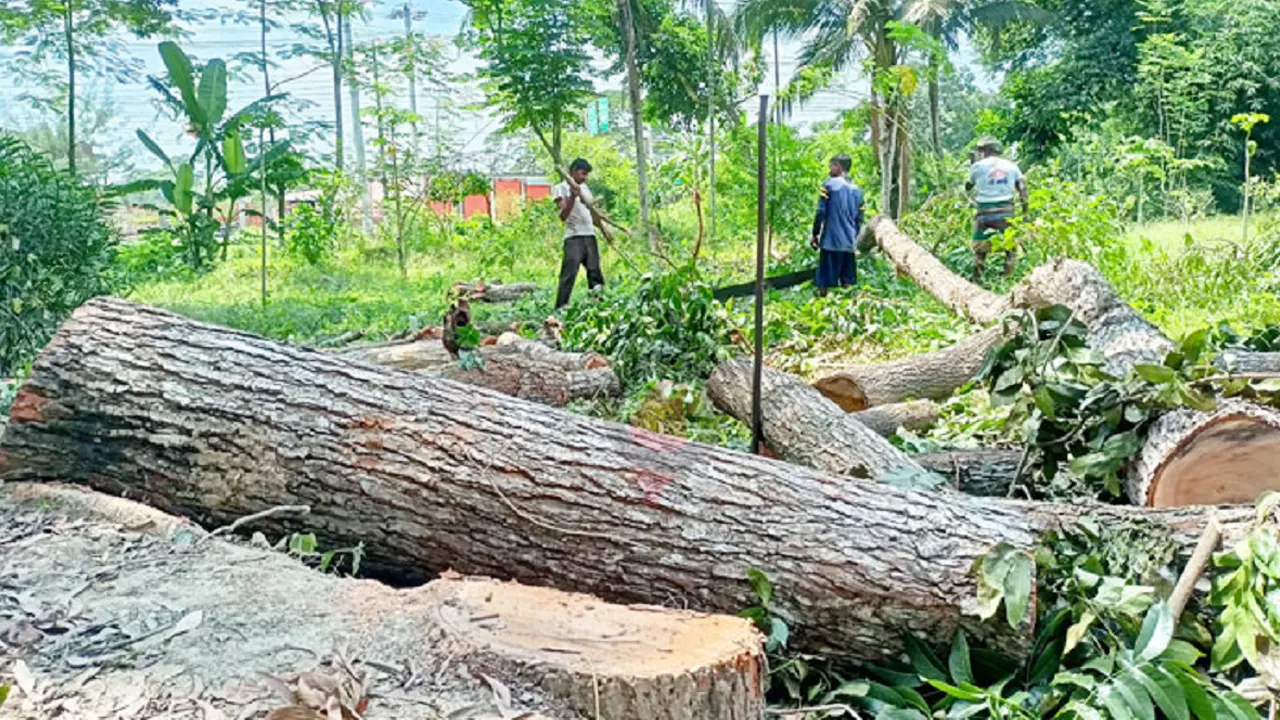 ছবি : সংগৃহীত