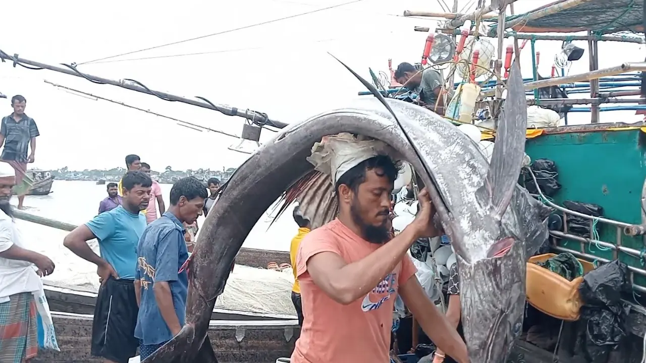 বিক্রির জন্য আড়তে নেওয়া হচ্ছে একটি পাখি মাছ। ছবি : কালবেলা