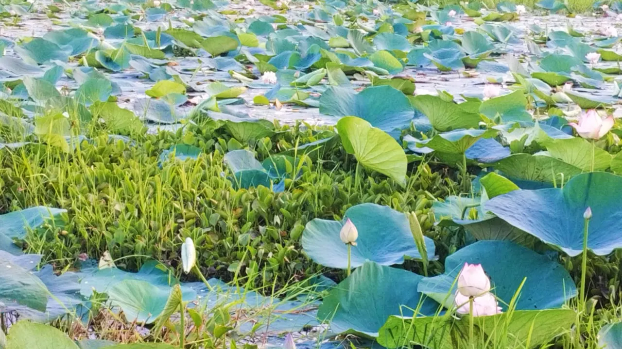 পদ্মে সেজেছে গোসাইস্থল। ছবি : কালবেলা
