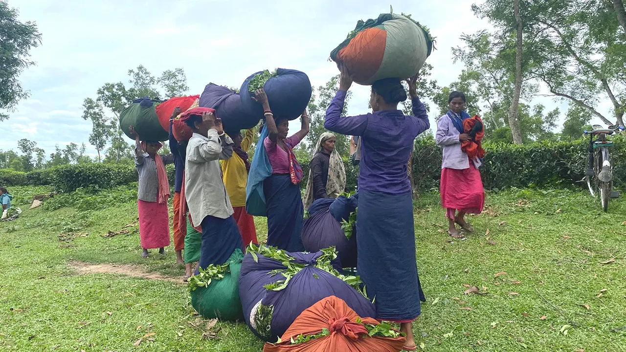 ‘চা পাতার ভর্তা আর রুটি খেয়েই চলে দিন’