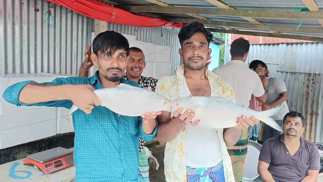 চাঁদপুরের মতলব উত্তরের আমিরাবাদ মৎস্য আড়তে বড় আকারের ইলিশ দেখাচ্ছেন দুই মাছ ব্যবসায়ী। ছবি : কালবেলা