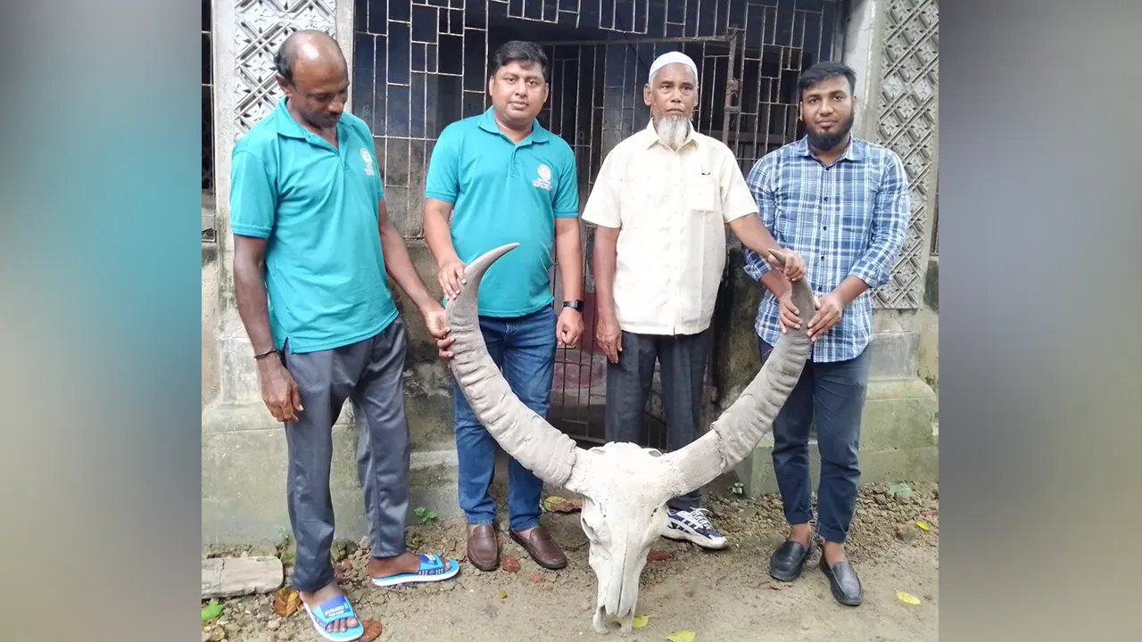 সংরক্ষিত বনমহিষের শিং পাহাড়পুর বৌদ্ধবিহার জাদুঘরে হস্তান্তর করা হয়েছে। ছবি : কালবেলা