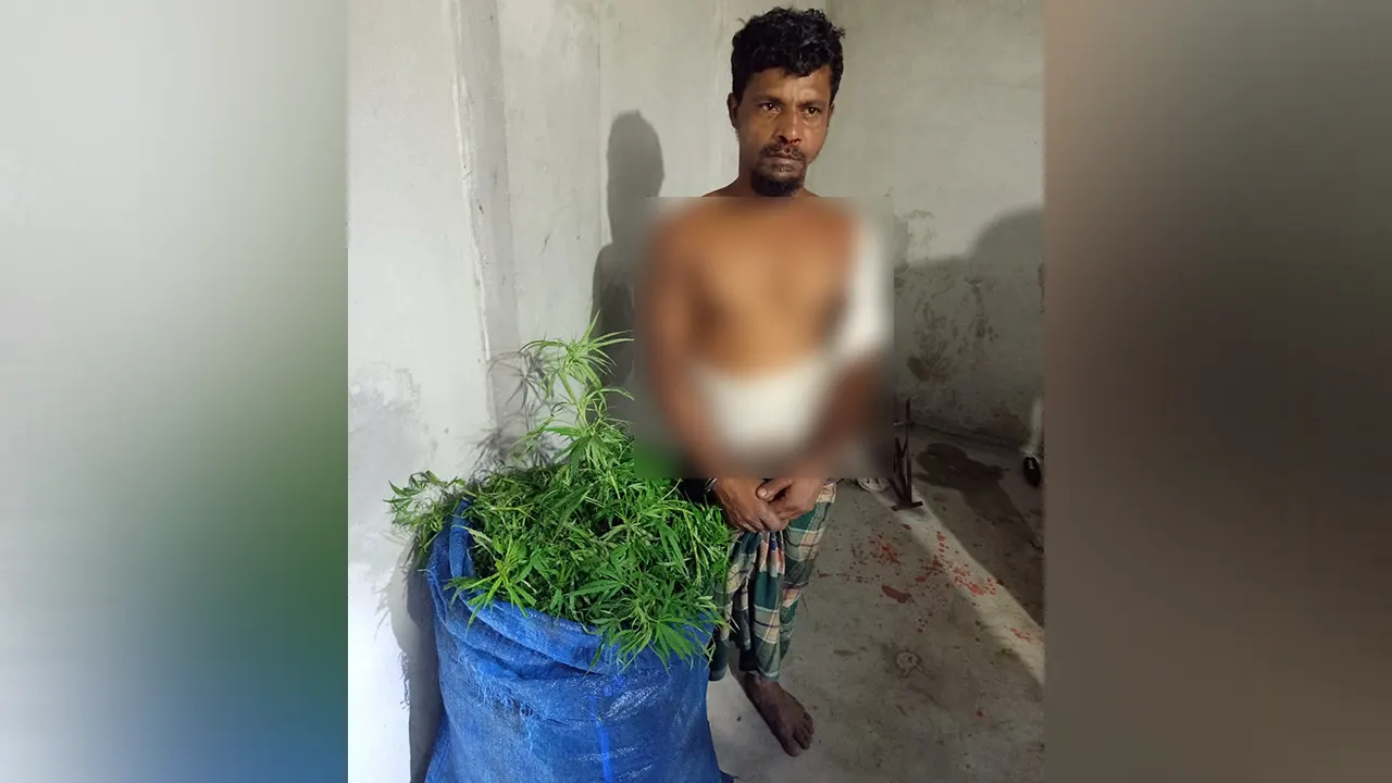 কুমিল্লার চান্দিনায় এক আঞ্চলিক সড়কের পাশে সবজি চাষের আড়ালে গাঁজা চাষের অভিযোগে একজন আটক। ছবি : কালবেলা