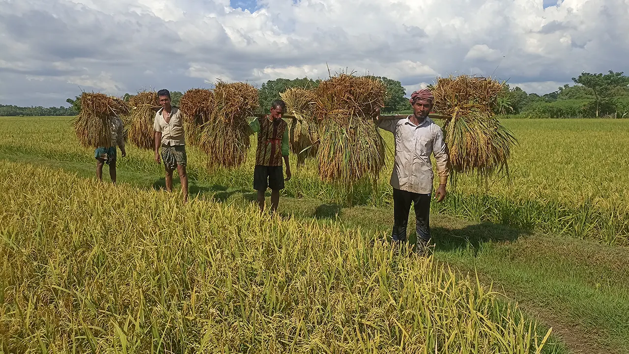 যত্নে ফলানো ‘স্বপ্ন’ এবার যাচ্ছে কৃষকের বাড়ি