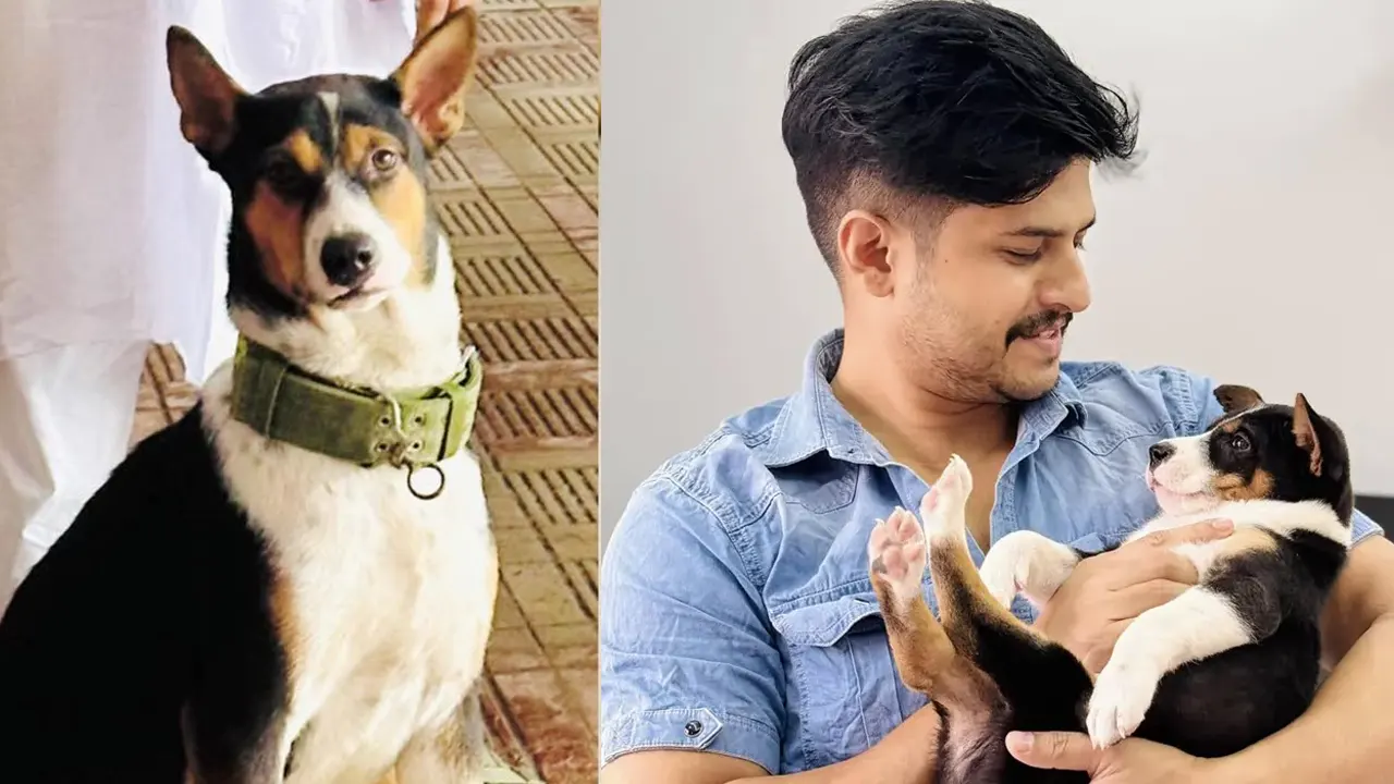 সেই টাইসনকে খুঁজে পাওয়া যাচ্ছে না  