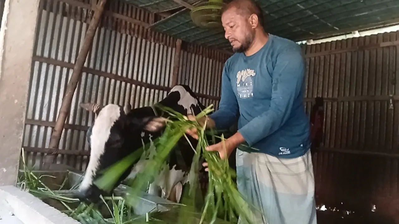 প্রধান শিক্ষক যুবলীগ নেতা, ফাঁদে পড়ে ইংরেজি শিক্ষক গরুর রাখাল