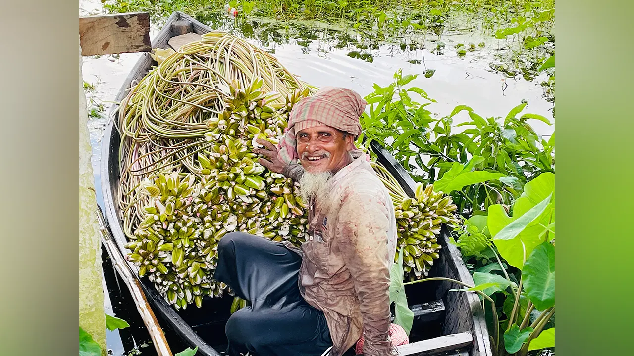 ফুল হয়ে ফোটে খাদ্য-অর্থের অভাব মেটাচ্ছে শাপলা