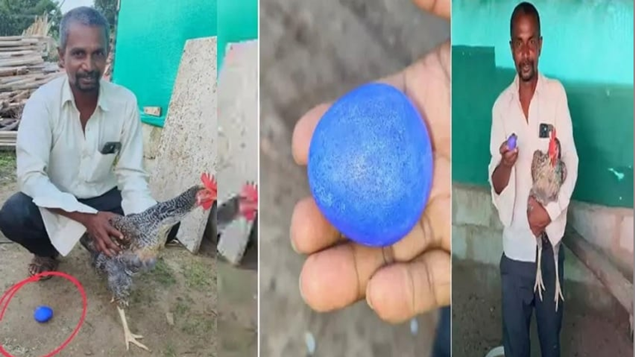‘নীল ডিম’ পাড়ল মুরগি, হতবাক গ্রামবাসী