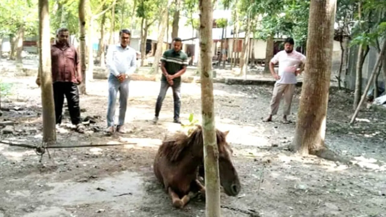 রোববার সন্ধ্যার আগে ঘোড়াটি মারা যায়। ছবি : সংগৃহীত