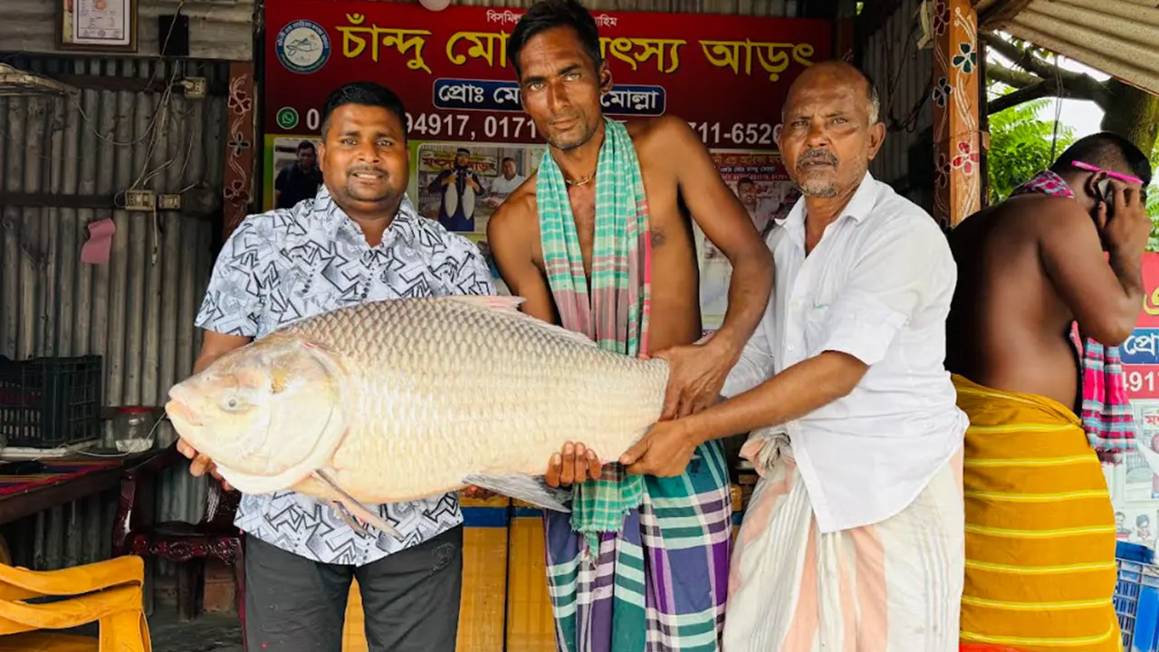 পদ্মায় ধরা পড়া বড় কাতল মাছ। ছবি : কালবেলা