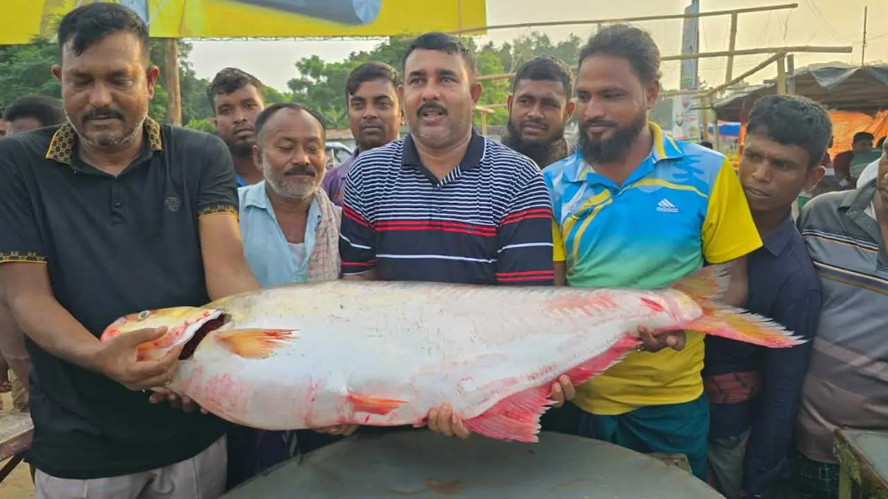 ২২ কেজি ৬০০ গ্রাম ওজনের বিলুপ্ত প্রজাতির ঢাই মাছ। ছবি : কালবেলা